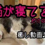 猫が寝てるだけの癒し動画♬希楽鍼灸マッサージ院