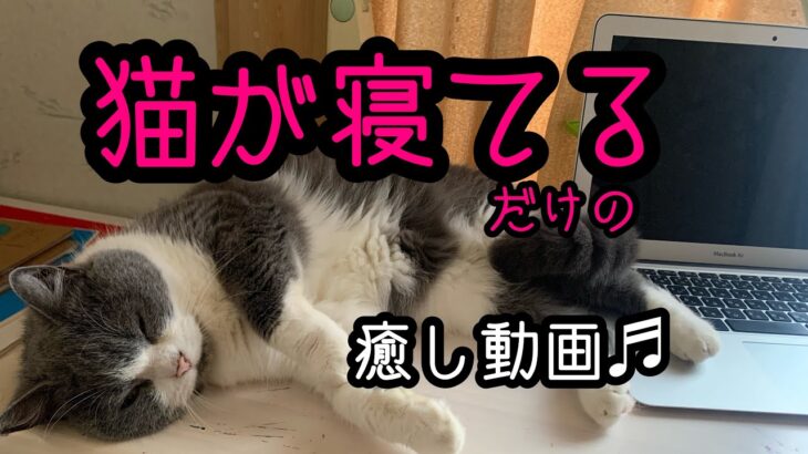 猫が寝てるだけの癒し動画♬希楽鍼灸マッサージ院