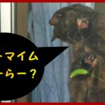【モチャ王国】パントマイム猫＆お花大好き猫　３７話