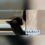 おもしろ猫動画