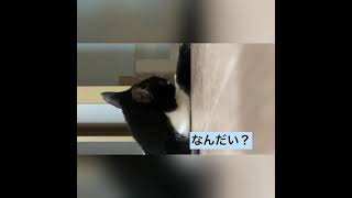 おもしろ猫動画