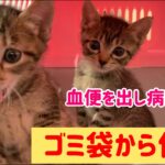 【緊急】ゴミ袋に入れられ捨てられた子猫が急にお腹を痛がり病院へ