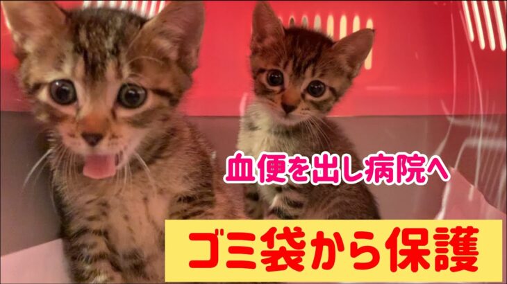 【緊急】ゴミ袋に入れられ捨てられた子猫が急にお腹を痛がり病院へ