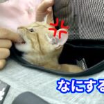 注射が怖くて先生に噛みついちゃう子猫が可愛いすぎる