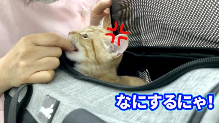 注射が怖くて先生に噛みついちゃう子猫が可愛いすぎる