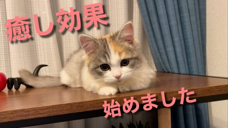 【リラックス効果】 子猫のゴロゴロ音を聴けば、“幸せホルモン”がドバドバ分泌されます!!