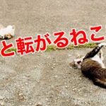 次々と転がるねこたちが可愛すぎる【癒し猫】