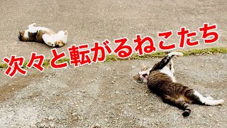 次々と転がるねこたちが可愛すぎる【癒し猫】