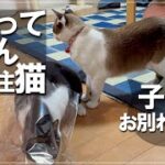 子猫嫁入り後、構ってほしくて仕方ない猫たち