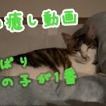 ただ猫が眠りにつく動画 #猫の癒し動画 #猫に癒される動画 #猫動画 #猫が寝る動画 #ウチの子が1番