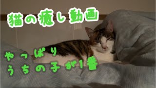 ただ猫が眠りにつく動画 #猫の癒し動画 #猫に癒される動画 #猫動画 #猫が寝る動画 #ウチの子が1番