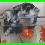 【ねこ】ハプニング 爆笑動画 ネコ 子猫 #1【猫かわいい/猫おもしろ】