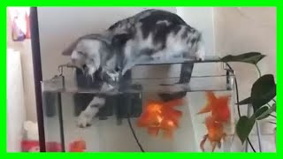 【ねこ】ハプニング 爆笑動画 ネコ 子猫 #1【猫かわいい/猫おもしろ】