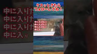 【爆笑】動物おもしろアフレコ🤣あり得ないことをする犬、猫・おもしろ犬、猫・ハプニング集#12　#shorts