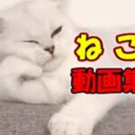 【猫 かわいい/おもしろ 】ネコ 子猫 爆笑動画 #21【ねこ動画】