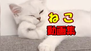 【猫 かわいい/おもしろ 】ネコ 子猫 爆笑動画 #21【ねこ動画】