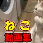 【猫 かわいい/猫 おもしろ】ネコ 子猫 爆笑動画 #22【ねこ動画】