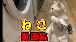 【猫 かわいい/猫 おもしろ】ネコ 子猫 爆笑動画 #22【ねこ動画】