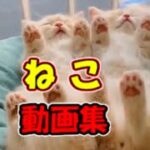 【かわいい猫/おもしろ猫】ネコ 子猫 爆笑動画 #26【ねこ】