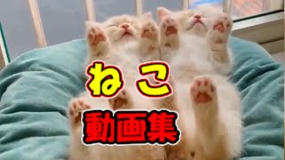 【かわいい猫/おもしろ猫】ネコ 子猫 爆笑動画 #26【ねこ】