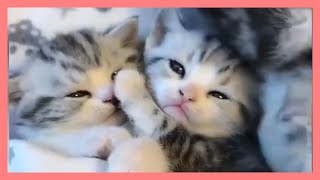 【ねこ】ハプニング 爆笑動画 ネコ 子猫 #28【猫かわいい/猫おもしろ】