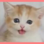 【ねこ】ハプニング 爆笑動画 ネコ 子猫 #29【猫かわいい/猫おもしろ】