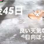 【保護猫】【子猫】生後45日ほど