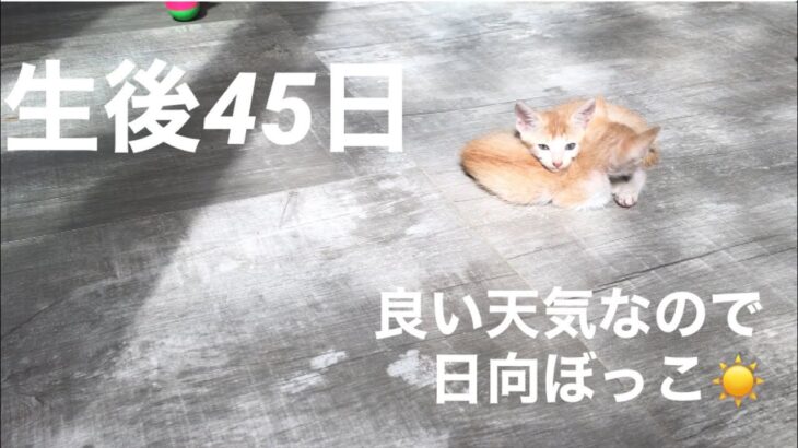 【保護猫】【子猫】生後45日ほど