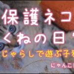 保護ネコつくねの日常 6 ～猫じゃらしで遊ぶ子猫③～