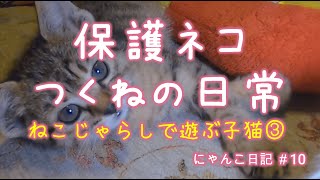 保護ネコつくねの日常 6 ～猫じゃらしで遊ぶ子猫③～