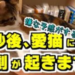 【DaiGo切り抜き】5秒後に起こるハプニングとは！？焦る飼い主と詫びぬこさん付き