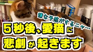 【DaiGo切り抜き】5秒後に起こるハプニングとは！？焦る飼い主と詫びぬこさん付き