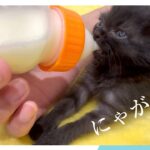 【くろ子猫】哺乳瓶ミルクのカッコイイ飲み方と落ち着いた飲み方。いちみちゃんは実際見ると想像以上に小さくて、目が大きくてくりっくり。【Kitten】