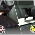 犬みたいに『とってこい』遊びをする子猫 / Kitten play like a Dog ＆ 新しいけりぐるみを与えてみました！/ Give a stuffed animal【保護猫ロコの日常】