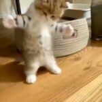 ３秒で猫が好きになる😸 Part5【ねこの癒し】【可愛い猫】【面白い猫】