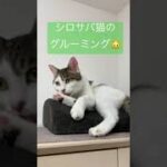 シロサバ猫のグルーミング