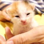 赤ちゃん子猫のミルク時間【赤ちゃん猫　保護猫】