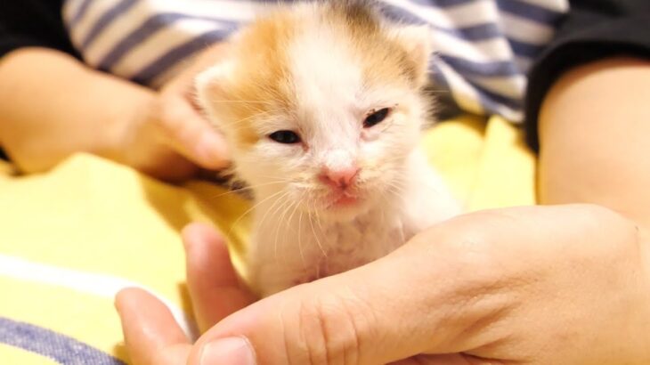 赤ちゃん子猫のミルク時間【赤ちゃん猫　保護猫】