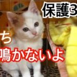 【保護して３日目】あんなに鳴き続けていた子猫が鳴かなくなりました