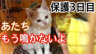 【保護して３日目】あんなに鳴き続けていた子猫が鳴かなくなりました