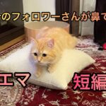 【おもしろ猫】レイエマ短編集🐱✨