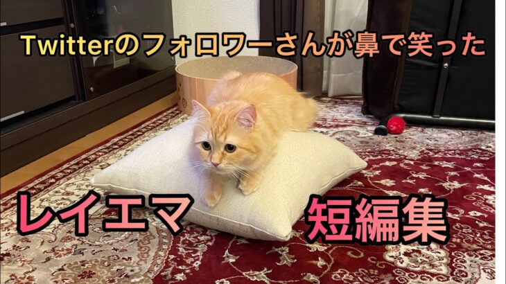 【おもしろ猫】レイエマ短編集🐱✨