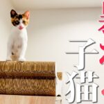 【異変】子猫が突然ひとりで暴れ始めました…