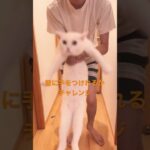 【おもしろ猫動画】壁に手をついたら賢いらしいという流行りのやつにチャレンジ【天才】