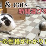 【デグーと猫の癒し動画】新聞運びをしたデグーの性格がわかりました