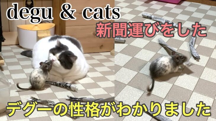 【デグーと猫の癒し動画】新聞運びをしたデグーの性格がわかりました