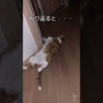 【癒し】振り返ると、・・・な猫でした。