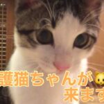 保護猫ちゃんが来ます‼︎ #保護猫　#癒し #かわいい