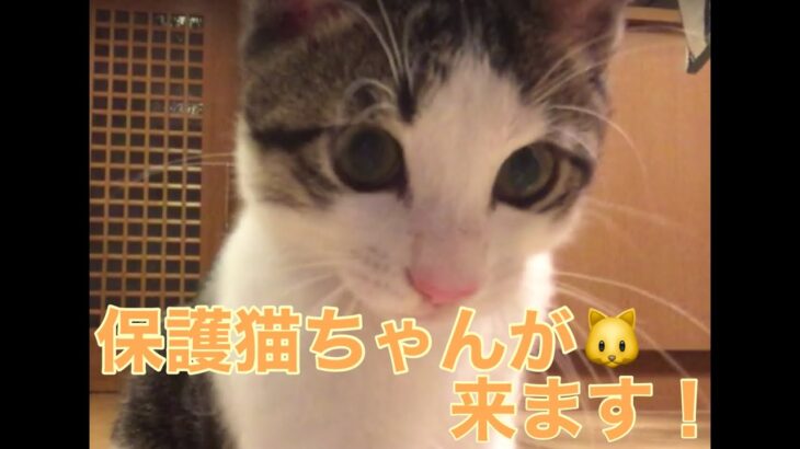 保護猫ちゃんが来ます‼︎ #保護猫　#癒し #かわいい