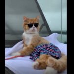 猫・ねこ・ネコ癒やし動画＃1